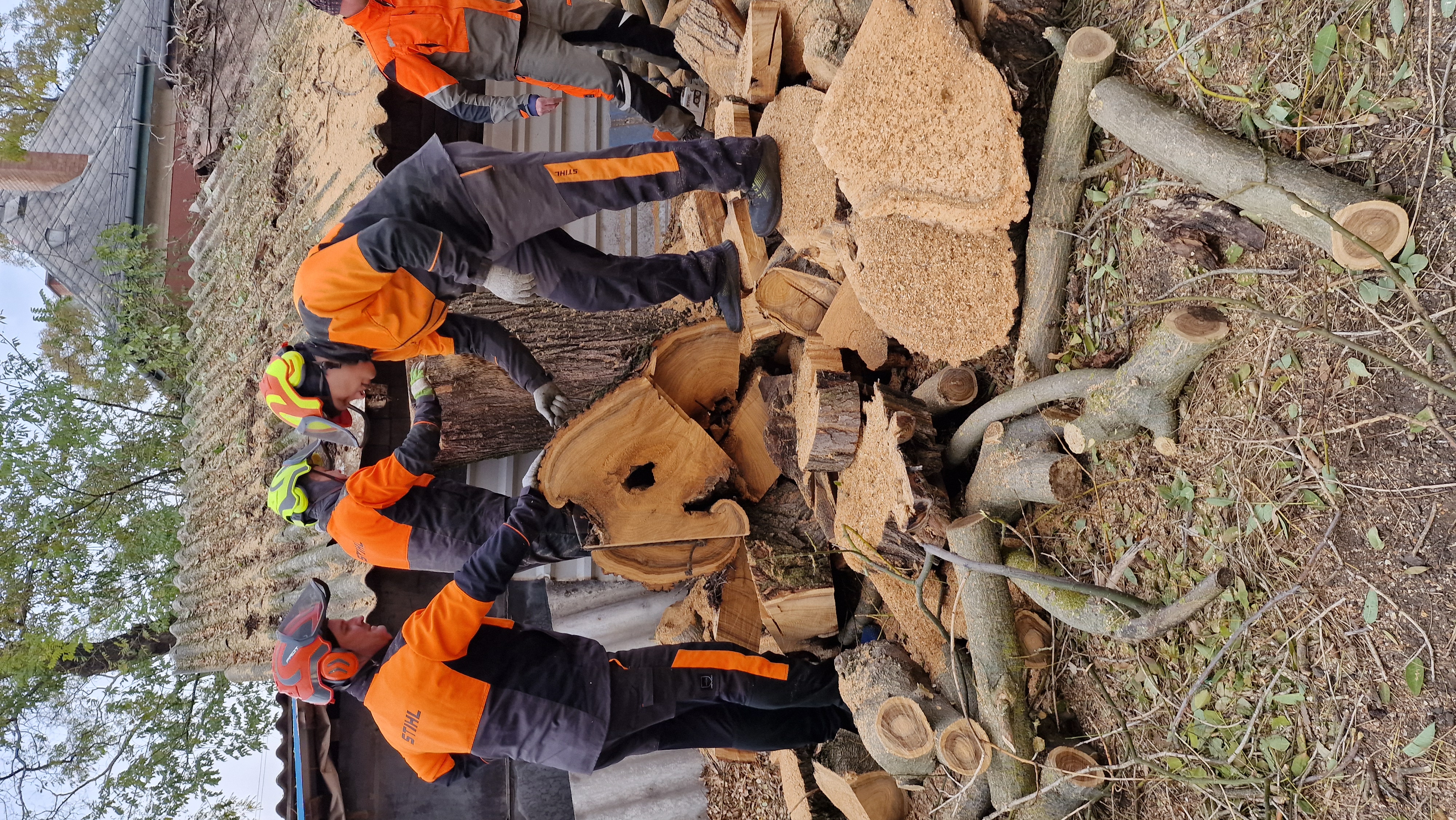 Favágás csapatmunka - fatörzsek feldolgozása