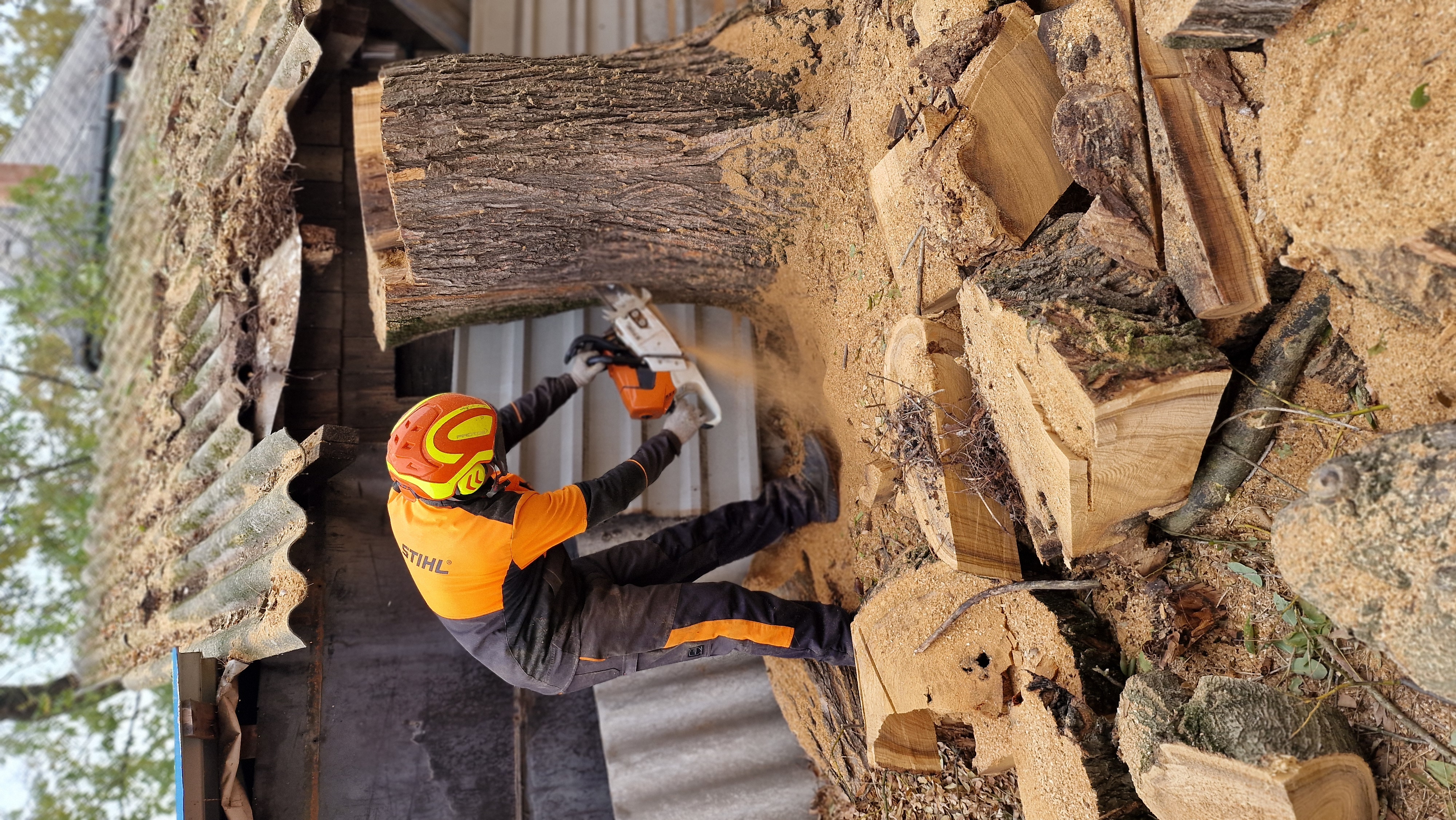 Favágás - láncfűrésszel nagy fatörzs feldolgozása