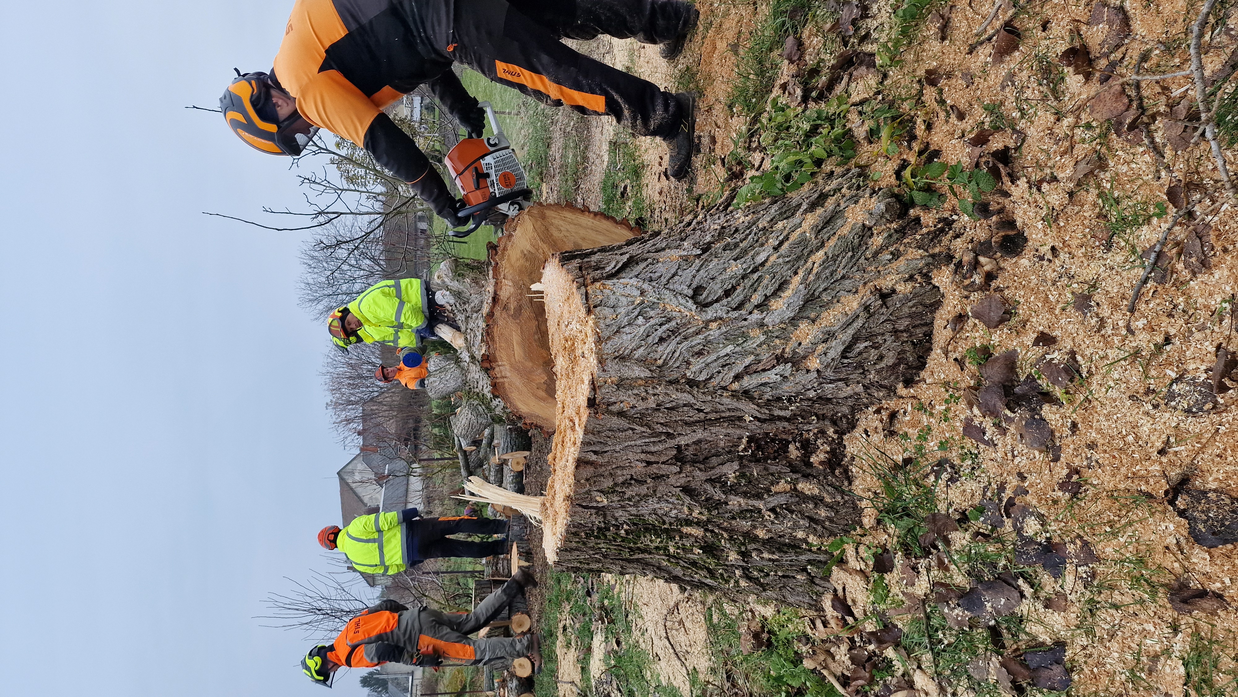 Favágás csapat - nagy fa kivágása
